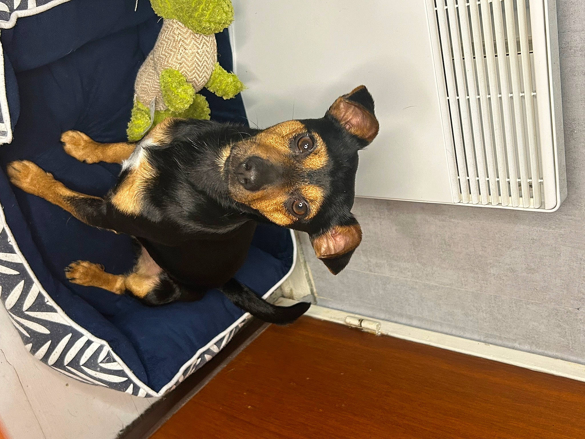 Simba participe au concours pour gagner de l'argent avec cette photo : carnivore, comfort, companion_dog, dog, dog_breed, dog_supply, ear, fawn, flooring, hardwood, mammal, pinscher, prazsky_krysarik, snout, sporting_group, toy_dog, vertebrate, wood, wood_stain, working_animal