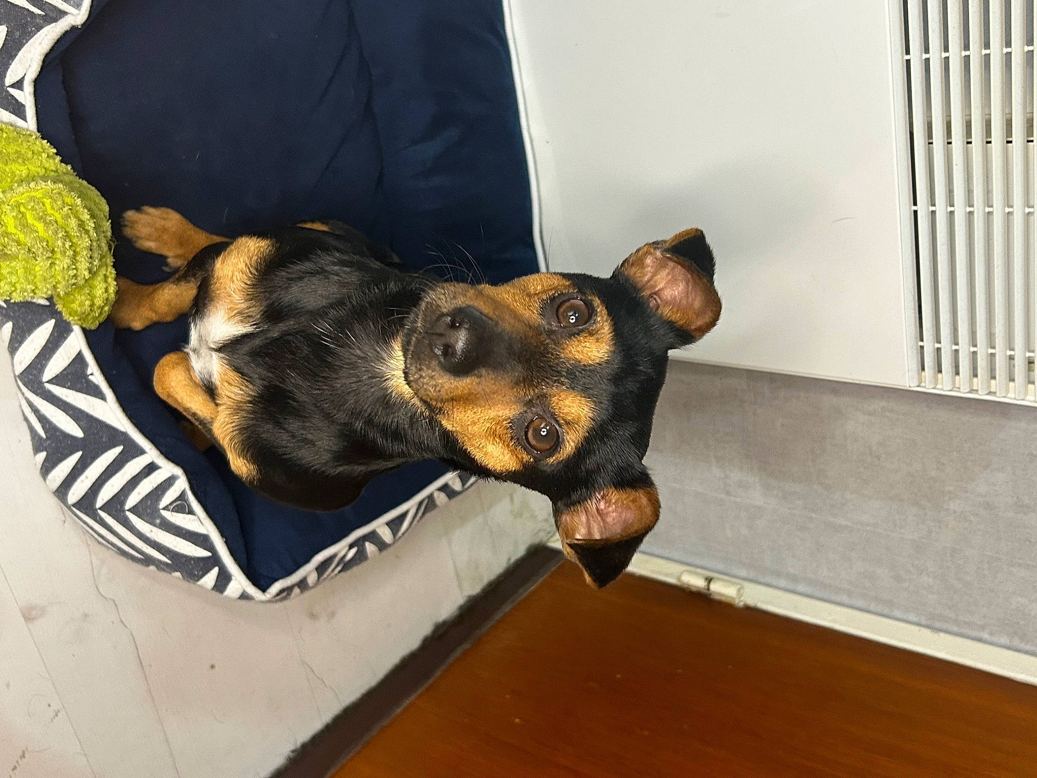 Simba participe au concours pour gagner de l'argent avec cette photo : carnivore, comfort, companion_dog, dog, dog_breed, dog_supply, ear, flooring, fur, guard_dog, hardwood, paw, sporting_group, toy_dog, whiskers, wood, working_animal, working_dog