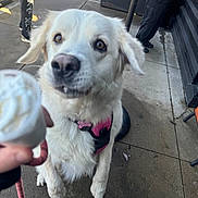 Riley is registered to the contest to win money with this photo: dog, white_dog, pink_harness, pet, leash, whipped_cream, outdoor, pavement, people, menu_board, sidewalk, jumping, waiting, urban, daylight, casual_clothing, curious, closeup, animal, friendly