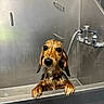 dog, wet, bath, metal_tub, faucet, puppy, pet, animal, ears, fur, claws, looking_up, indoors, stainless_steel, water, cute, expression, face, snout, paw