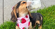 Frankie joined the competition — help win amazing prizes! adorable, animal, bandana, black_and_tan, chewing, cute, dog, fur, grass, outdoor, paw, pet, plastic_cup, playful, puppy, sidewalk, small_dog, strawberry_pattern, summer, tongue