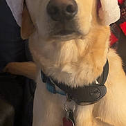 Oakley joined the competition — help win amazing prizes! dog, golden_retriever, labrador, pet, animal, indoor, santa_hat, holiday, christmas, festive, collar, tag, furry, cute, portrait, canine, mammal, domestic_animal, closeup, sitting