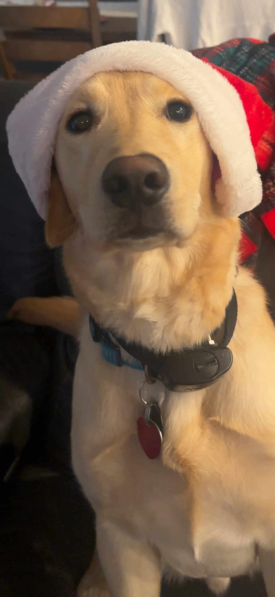 Oakley joined the competition — help win amazing prizes! dog, golden_retriever, labrador, pet, animal, indoor, santa_hat, holiday, christmas, festive, collar, tag, furry, cute, portrait, canine, mammal, domestic_animal, closeup, sitting