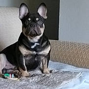 Gordo is registered to the contest to win money with this photo: dog, french_bulldog, pet, animal, sitting, indoors, couch, blanket, home, portrait, black_and_tan, short_hair, upright_ears, wrinkled_face, muzzle, brown_eyes, serious_expression, toy, cozy, furniture