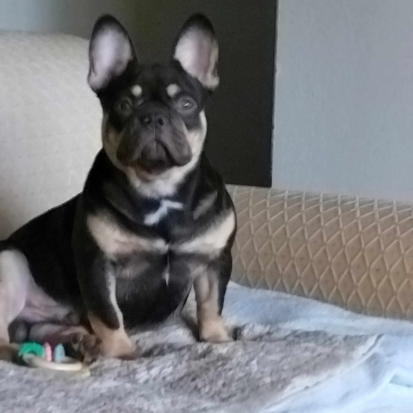 Gordo
