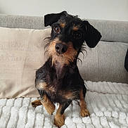 Vénus a rejoint le concours — aidez-le/la à gagner de superbes lots ! dog, pet, small_dog, black_and_tan, curious, fluffy_blanket, couch, indoors, cute, fur, canine, animal, sitting, head_tilt, snout, ears, paw, companion, cozy, portrait
