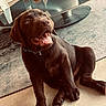 dog, puppy, chocolate_labrador, happy, smiling, indoor, carpet, glass_table, decor, floor, pet, canine, sitting, young_dog, collar, animal, cute, fur, looking_up, tongue