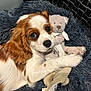 Arès participe au concours pour gagner de l'argent avec cette photo : dog, puppy, cavalier_king_charles_spaniel, plush_toy, teddy_bear, blanket, furry, snuggling, cute, pet, indoors, resting, soft_texture, fur, animal, companion, cozy, brown_and_white, small_dog, looking
