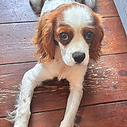 Arès a rejoint le concours — aidez-le/la à gagner de superbes lots ! dog, puppy, brown_and_white, wooden_floor, indoor, pet, cute, laying_down, looking_up, fur, ears, paws, animal, canine, young, adorable, companion, domestic, floor, relaxed