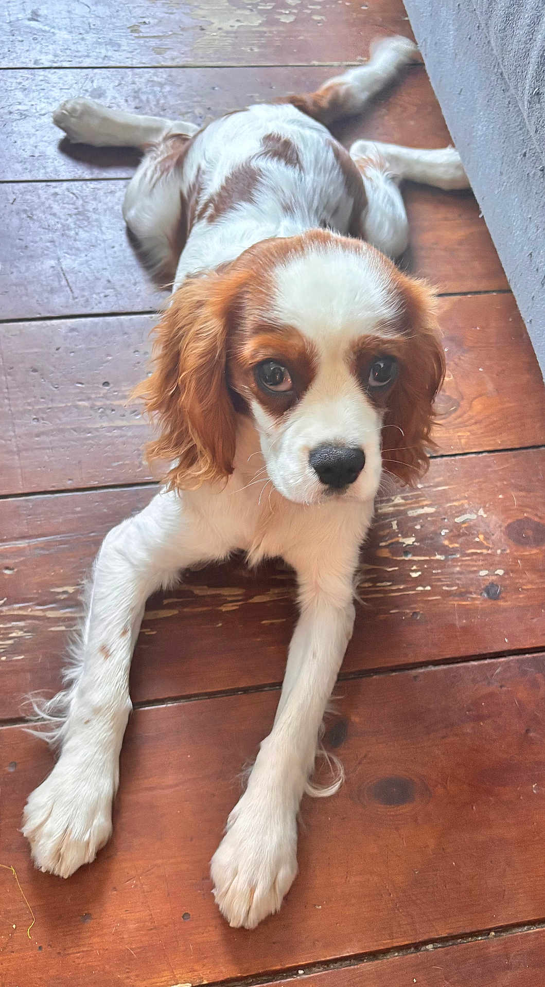 Arès a rejoint le concours — aidez-le/la à gagner de superbes lots ! dog, puppy, brown_and_white, wooden_floor, indoor, pet, cute, laying_down, looking_up, fur, ears, paws, animal, canine, young, adorable, companion, domestic, floor, relaxed