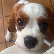 Arès a rejoint le concours — aidez-le/la à gagner de superbes lots ! puppy, dog, close_up, cute, pet, animal, brown_and_white, fur, eyes, nose, whiskers, floor, tile, looking_up, young, adorable, indoors, resting, head, expression