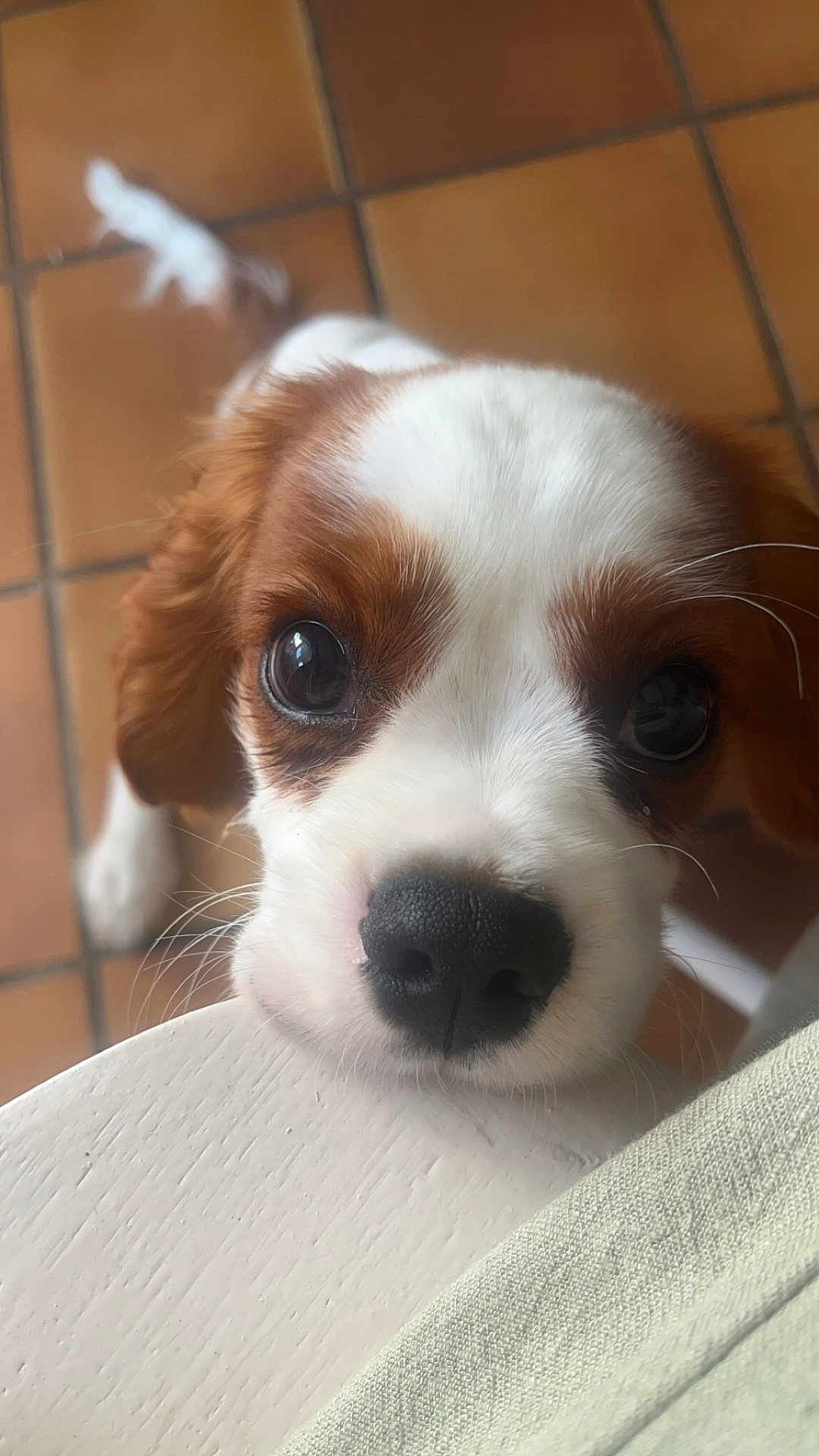 Arès a rejoint le concours — aidez-le/la à gagner de superbes lots ! puppy, dog, close_up, cute, pet, animal, brown_and_white, fur, eyes, nose, whiskers, floor, tile, looking_up, young, adorable, indoors, resting, head, expression