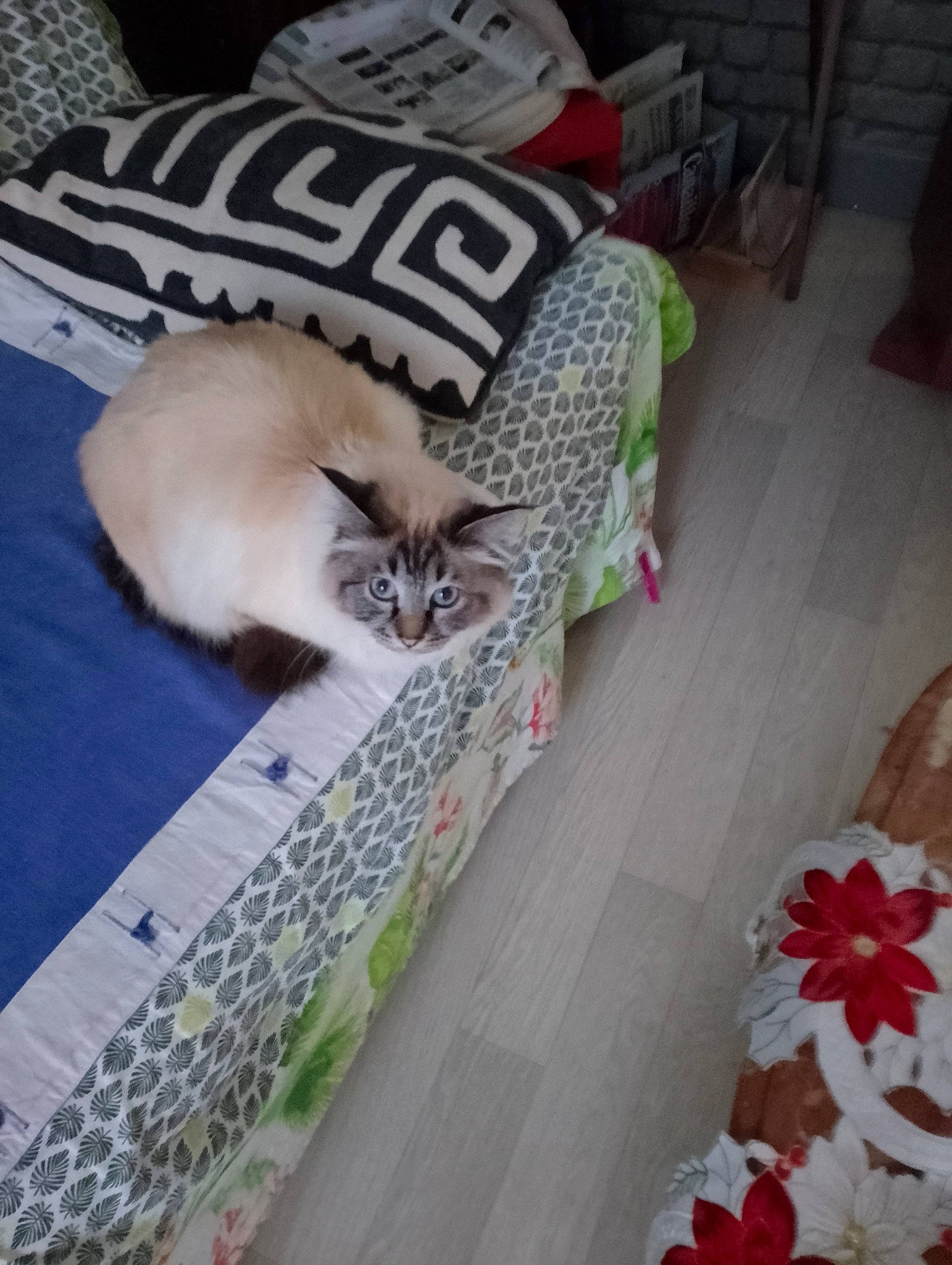 Théano participe au concours pour gagner de l'argent avec cette photo : carmine, carnivore, cat, comfort, domestic_short_haired_cat, fawn, felidae, flooring, fur, grass, hardwood, linens, pattern, petal, plant, small_to_medium_sized_cats, tail, textile, whiskers, wood