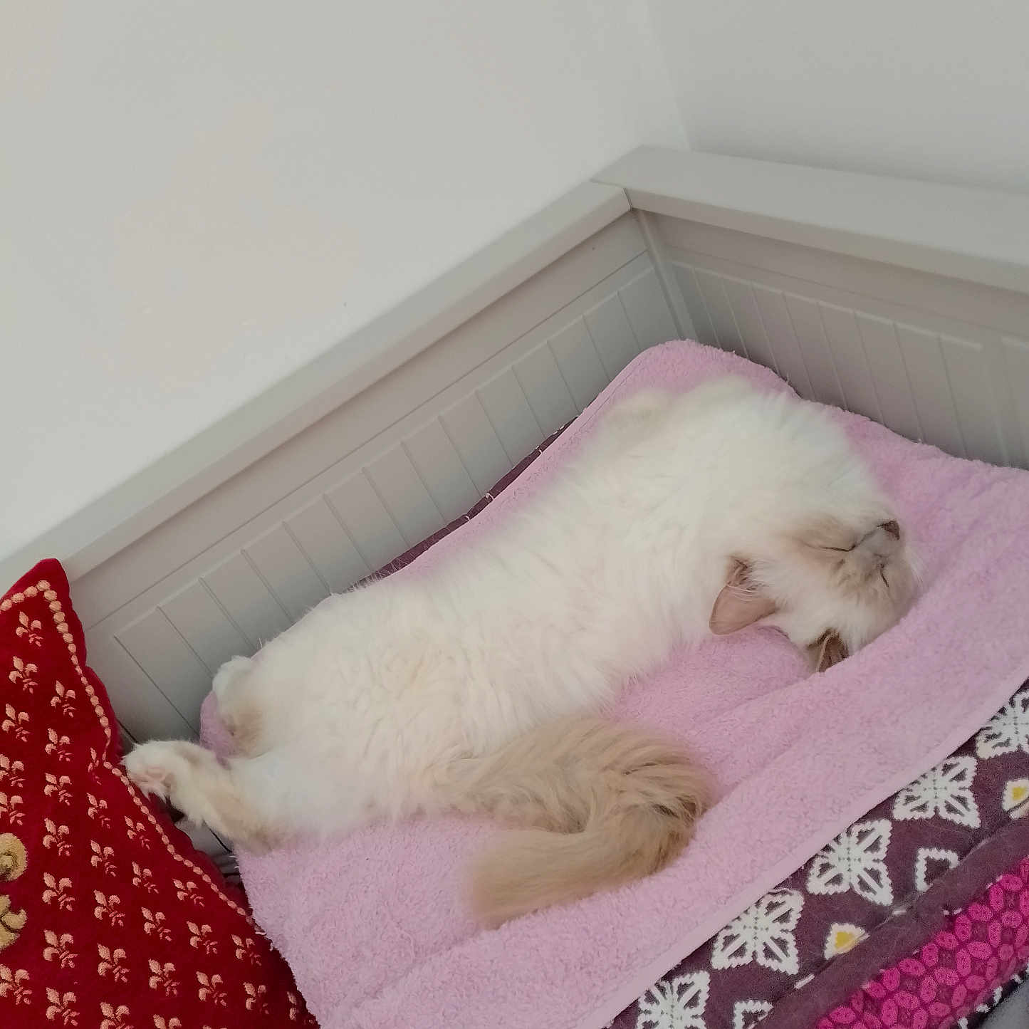Pygmalion a rejoint le concours — aidez-le/la à gagner de superbes lots ! animal, bed, blanket, cat, comfort, cozy, cute, feline, fluffy, fur, indoor, mammal, pet, pillow, pink_towel, relaxed, resting, sleeping, tail, white_cat