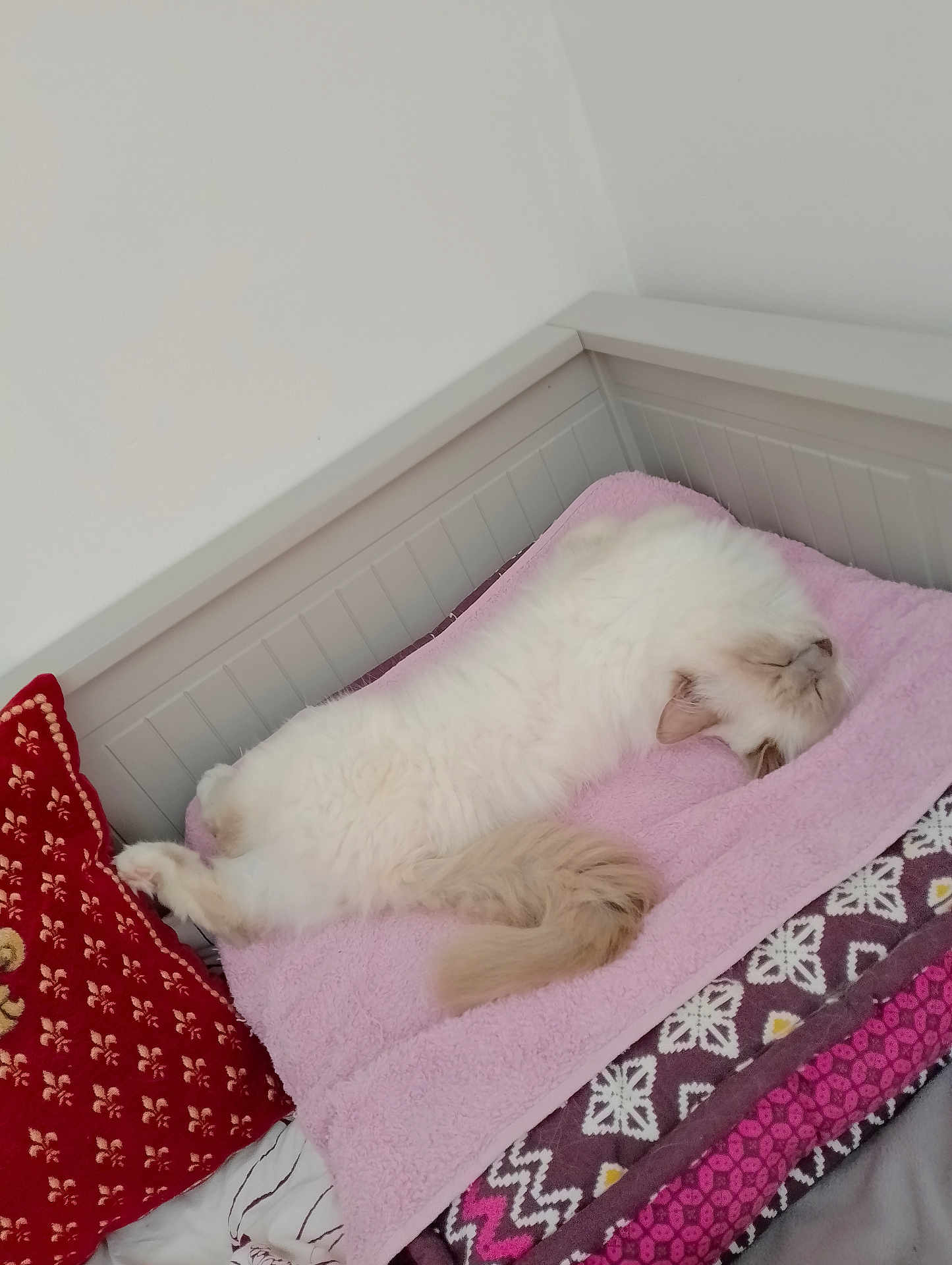 Pygmalion a rejoint le concours — aidez-le/la à gagner de superbes lots ! cat, white_cat, sleeping, fluffy, bed, pillow, blanket, indoor, cozy, resting, pet, fur, tail, relaxed, cute, mammal, animal, comfort, feline, pink_towel