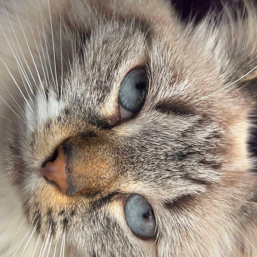 Poupoune a rejoint le concours — aidez-le/la à gagner de superbes lots ! abyssinian, angora, animal, bodypart, brasssection, cat, electronics, face, hardware, head, horn, kitten, manx, mouth, musicalinstrument, person, pet, siamese, sleeping, snout