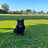 dog, black_dog, grass, field, clover_flowers, outdoor, sky, blue_sky, trees, sports_field, sunlight, nature, pet, animal, smiling_dog, happy, green, daytime, canine, park