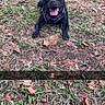 dog, black_dog, grass, field, rock, tongue_out, happy, animal, pet, outdoor, nature, leaves, playful, canine, muzzle, collar, ears, sitting, smiling, daylight