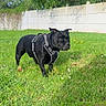 dog, black_dog, harness, grass, outdoor, garden, fence, tree, flower, sunlight, pet, canine, nature, greenery, daytime, animal, mammal, alert, standing, leaves