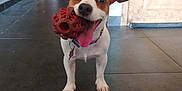 Tahiti a rejoint le concours — aidez-le/la à gagner de superbes lots ! dog, jack_russell_terrier, toy, red_toy, hallway, floor_tiles, door, tongue_out, pet, playful, indoor, brown_and_white, collar, happy, canine, looking_at_camera, ears_up, front_legs, small_dog, domestic_animal