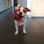 dog, jack_russell_terrier, toy, red_toy, hallway, floor_tiles, door, tongue_out, pet, playful, indoor, brown_and_white, collar, happy, canine, looking_at_camera, ears_up, front_legs, small_dog, domestic_animal