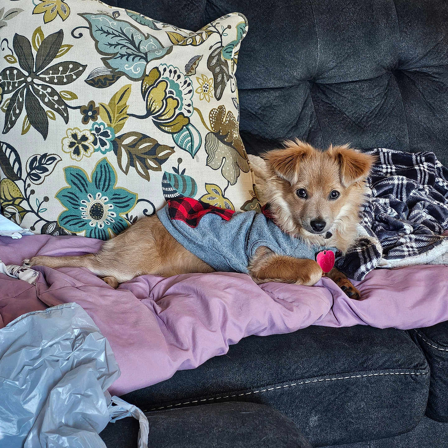 Zoey joined the competition — help win amazing prizes! accessories, animal, architecture, bag, blanket, building, canine, cat, couch, cushion, dog, furniture, handbag, homedecor, indoors, livingroom, person, pet, puppy, room