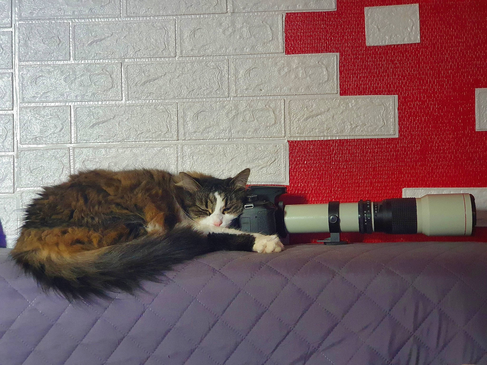 Fila participe au concours pour gagner de l'argent avec cette photo : carmine, carnivore, cat, comfort, couch, domestic_short_haired_cat, felidae, flooring, fur, linens, pattern, plant, rectangle, room, small_to_medium_sized_cats, tail, terrestrial_animal, textile, whiskers, wood