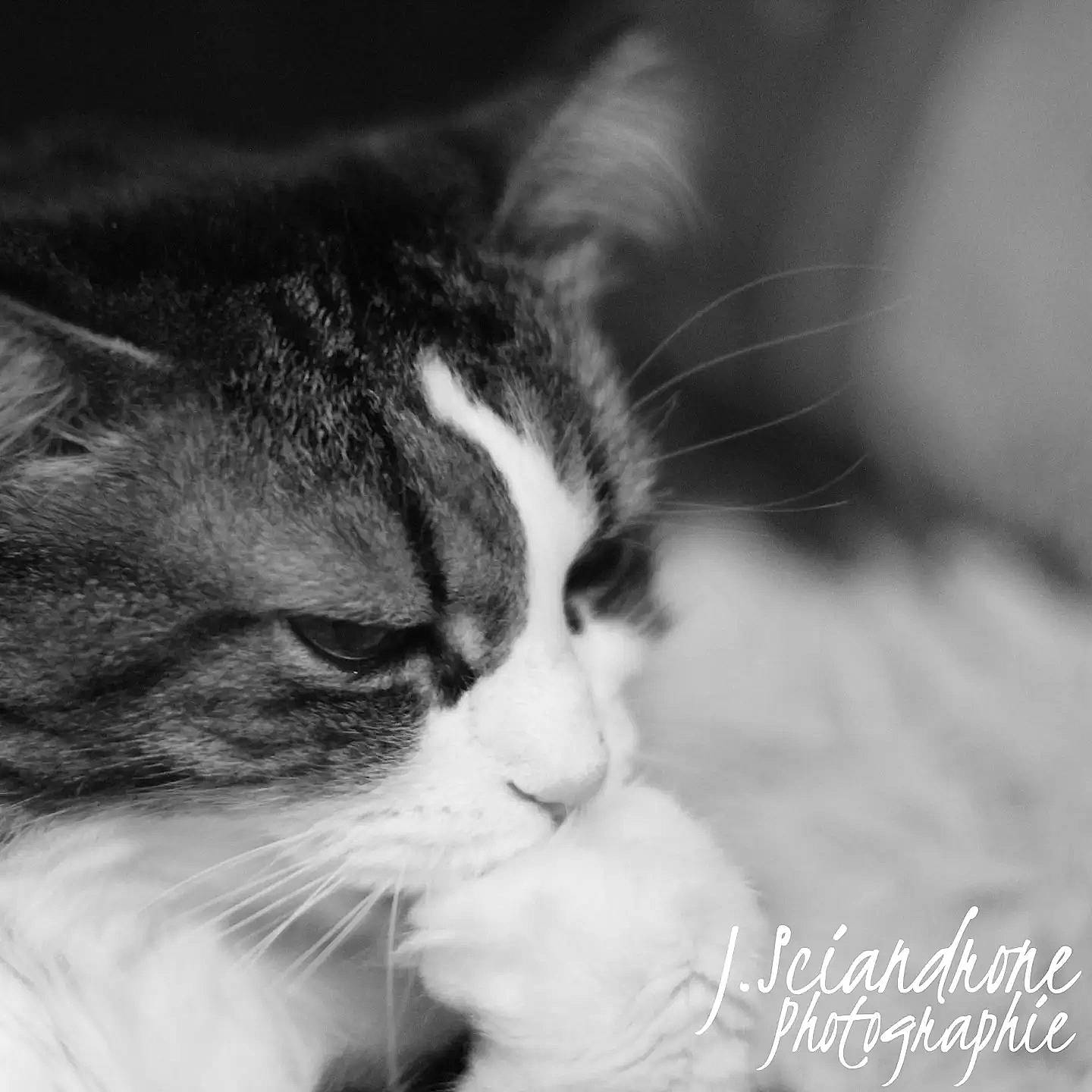 Fila a rejoint le concours — aidez-le/la à gagner de superbes lots ! black_and_white, carnivore, cat, cloud, comfort, darkness, domestic_short_haired_cat, felidae, fur, macro_photography, monochrome, monochrome_photography, paw, photo_caption, sky, small_to_medium_sized_cats, snout, terrestrial_animal, whiskers, window