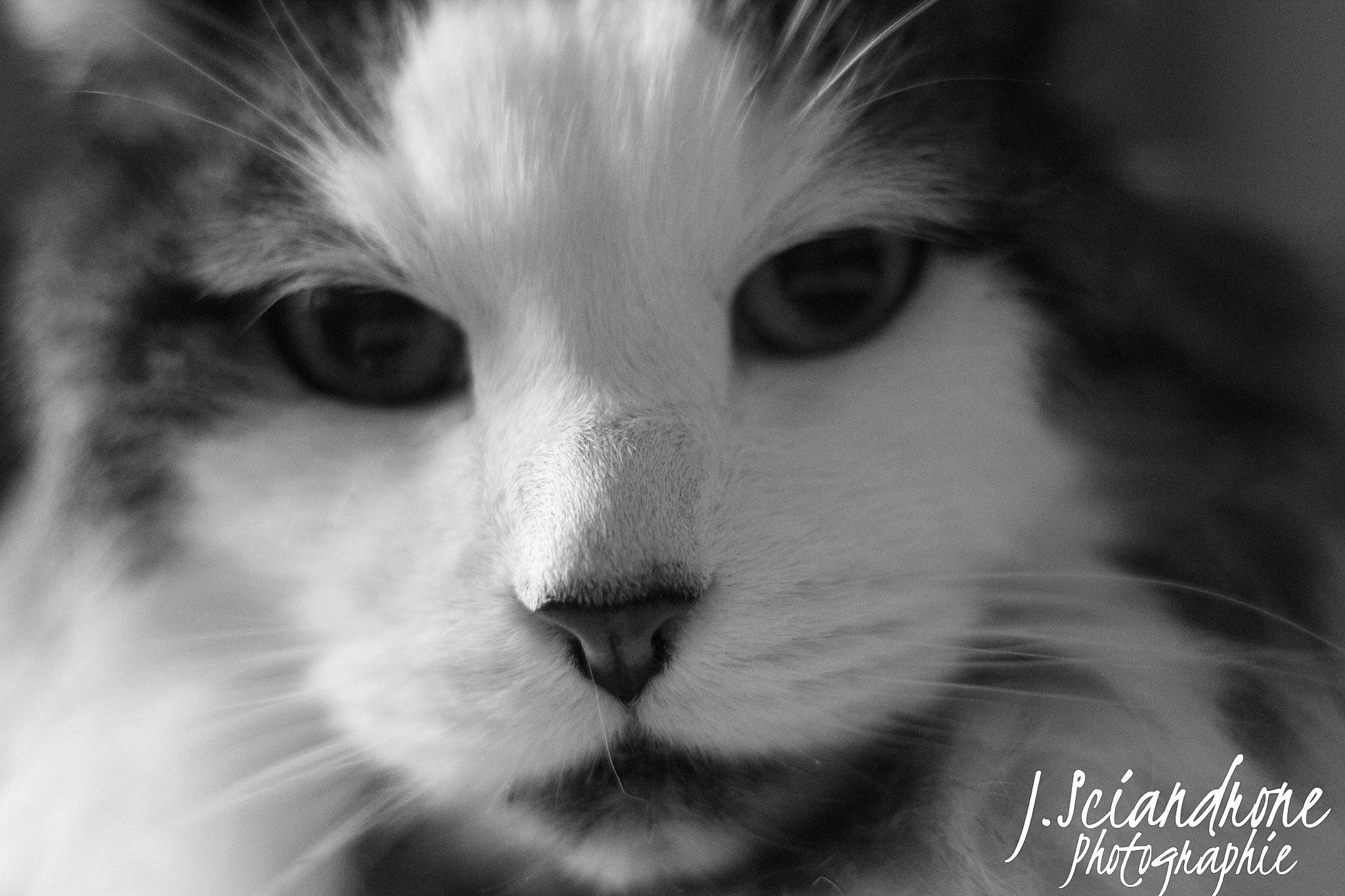 Faya participe au concours pour gagner de l'argent avec cette photo : art, carnivore, cat, darkness, domestic_short_haired_cat, eye, eyelash, felidae, fur, hair, head, iris, monochrome, monochrome_photography, small_to_medium_sized_cats, snout, stock_photography, terrestrial_animal, whiskers, wildlife