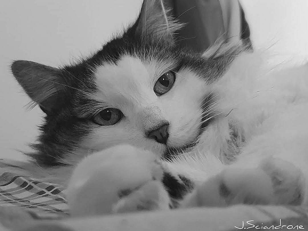 Faya a rejoint le concours — aidez-le/la à gagner de superbes lots ! black_and_white, carnivore, cat, close_up, domestic_short_haired_cat, ear, eyelash, felidae, fur, iris, jaw, monochrome, monochrome_photography, nose, paw, photography, small_to_medium_sized_cats, snout, style, whiskers