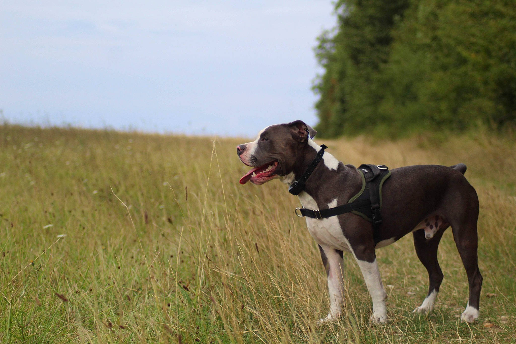 Onyx participe au concours pour gagner de l'argent avec cette photo : carnivore, collar, companion_dog, dog, dog_breed, dog_collar, dog_supply, fawn, grass, grassland, gun_dog, liver, plant, sky, snout, sporting_group, tail, terrestrial_animal, tree, working_animal