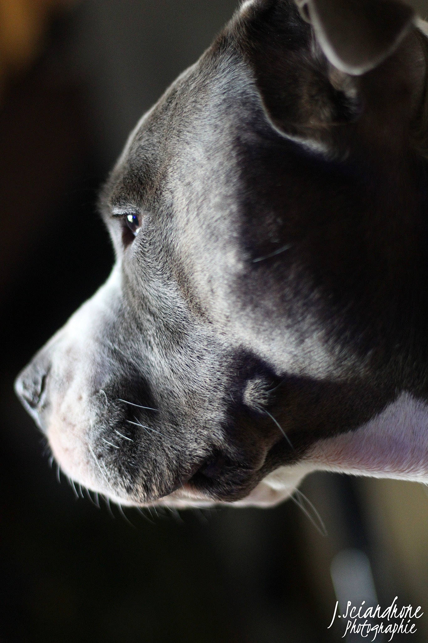 Onyx a rejoint le concours — aidez-le/la à gagner de superbes lots ! canidae, carnivore, close_up, darkness, dog, dog_breed, fur, grey, jaw, monochrome_photography, non_sporting_group, snout, sporting_group, terrestrial_animal, whiskers, wildlife, working_animal