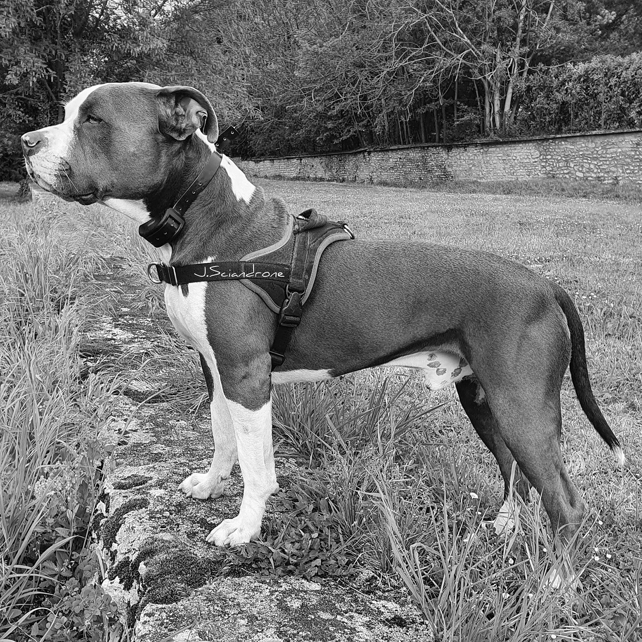 Onyx participe au concours pour gagner de l'argent avec cette photo : ancient_dog_breeds, art, canidae, carnivore, collar, companion_dog, dog, dog_breed, dog_collar, fawn, grass, pet_supply, plant, snout, sporting_group, tail, terrestrial_animal, wildlife, working_animal, working_dog