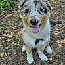 animal, australian_shepherd, canine, dog, ears, eyes, forest_floor, fur, greenery, happy, heterochromia, leash, leaves, nature, outdoor, pet, puppy, sitting, sunlight, tongue_out