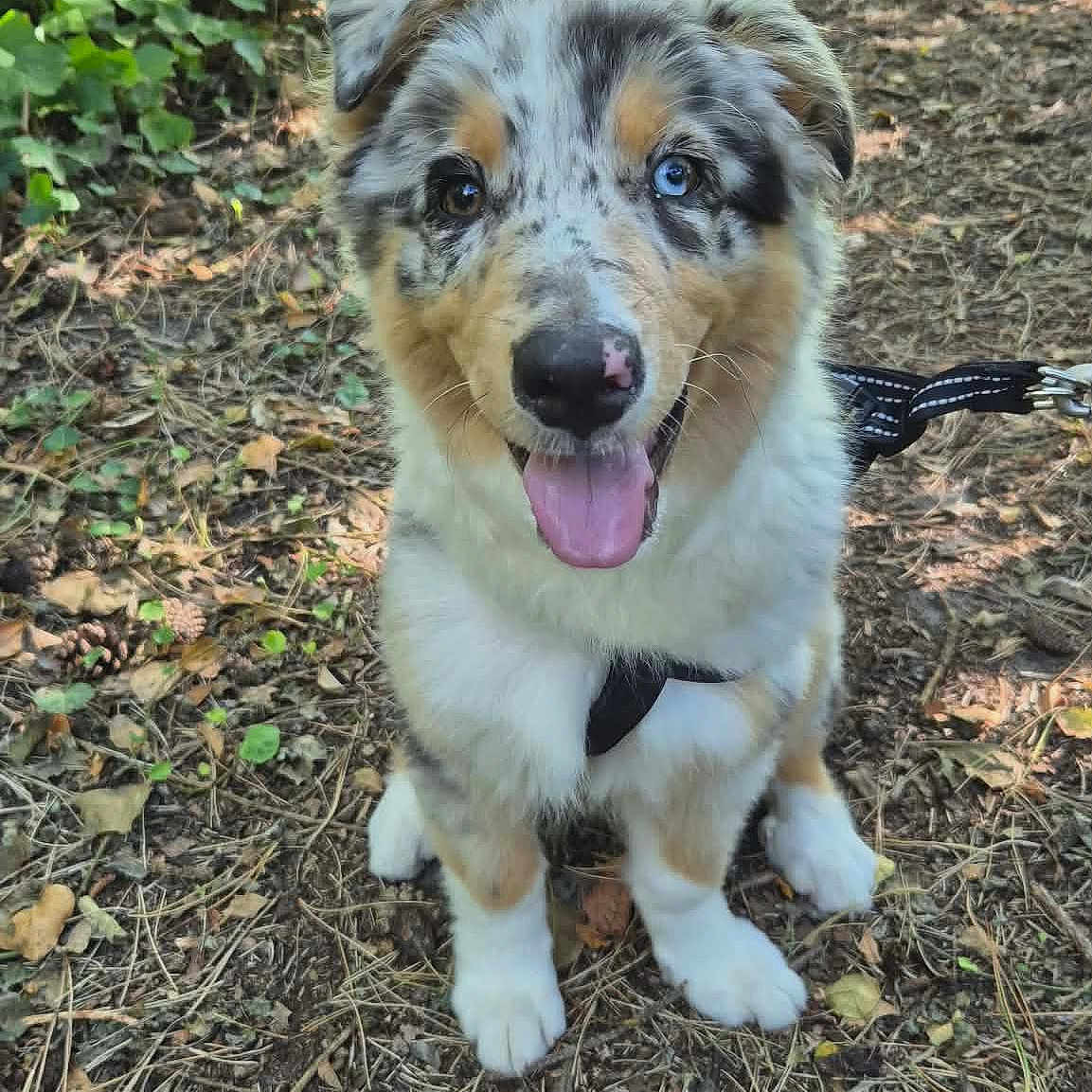 Buzz a rejoint le concours — aidez-le/la à gagner de superbes lots ! dog, puppy, australian_shepherd, heterochromia, tongue_out, sitting, forest_floor, leaves, greenery, sunlight, outdoor, nature, happy, pet, animal, canine, fur, ears, eyes, leash