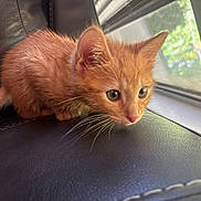 Morty is registered to the contest to win money with this photo: kitten, cat, orange_cat, pet, animal, leather, black_leather, window, daylight, whiskers, fur, closeup, indoor, curious, young_cat, crouching, focus, eyes, nose, ears