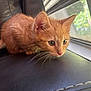 kitten, cat, orange_cat, pet, animal, leather, black_leather, window, daylight, whiskers, fur, closeup, indoor, curious, young_cat, crouching, focus, eyes, nose, ears