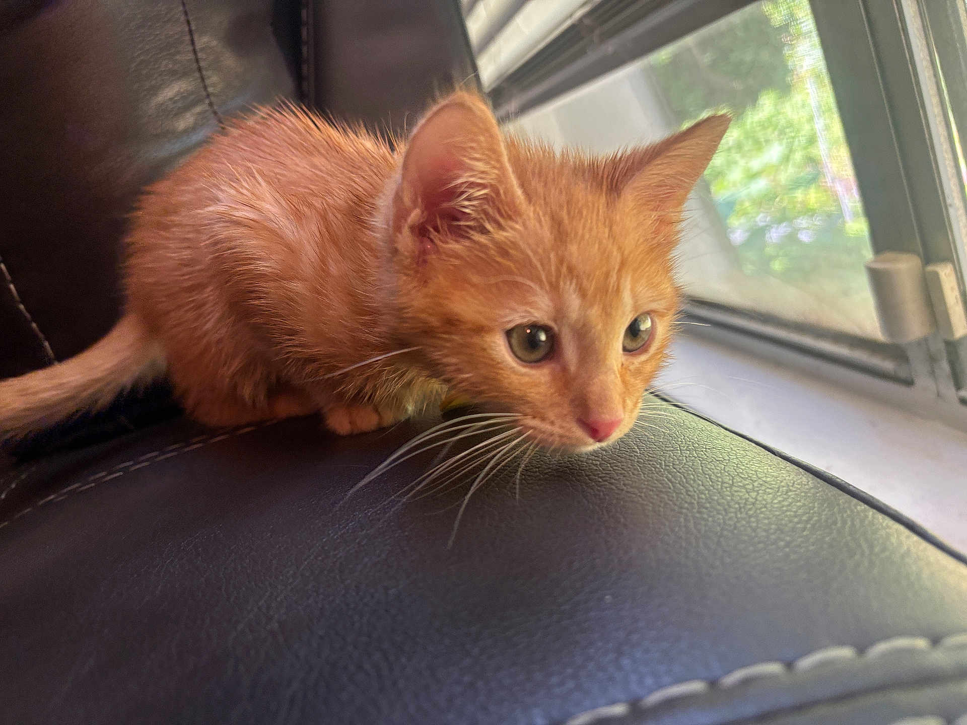 Morty is registered to the contest to win money with this photo: kitten, cat, orange_cat, pet, animal, leather, black_leather, window, daylight, whiskers, fur, closeup, indoor, curious, young_cat, crouching, focus, eyes, nose, ears