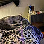 Poppy Girl joined the competition — help win amazing prizes! cat, gray_cat, sleeping, bed, blanket, patterned_blanket, indoor, nightstand, clutter, remote_control, lamp, wall, relaxing, fur, paw, home, soft_light, cozy, furniture, resting