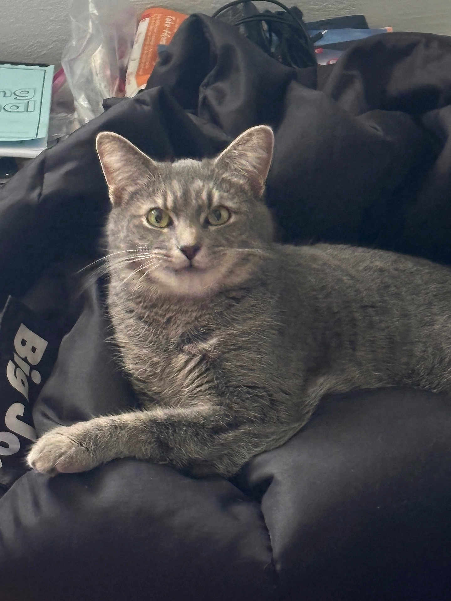 Poppy Girl joined the competition — help win amazing prizes! cat, grey_tabby, beanbag, indoor, pet, feline, animal, relaxed, looking_at_camera, whiskers, ears, fur, paw, resting, home, cozy, curious, domestic_cat, mammal, cute