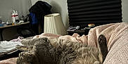 Poppy Girl joined the competition — help win amazing prizes! cat, gray_cat, blanket, bed, indoor, relaxing, sleeping, furniture, lamp, window, blinds, clothes, table, home, cozy, pet, fur, paw, resting, side_view
