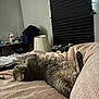 cat, gray_cat, blanket, bed, indoor, relaxing, sleeping, furniture, lamp, window, blinds, clothes, table, home, cozy, pet, fur, paw, resting, side_view