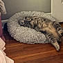 Poppy Girl is registered to the contest to win money with this photo: cat, tabby_cat, sleeping, pet_bed, fluffy, cozy, indoor, wooden_floor, relaxed, feline, animal, domestic, bedroom, door, resting, fur, cute, calm, comfortable, napping