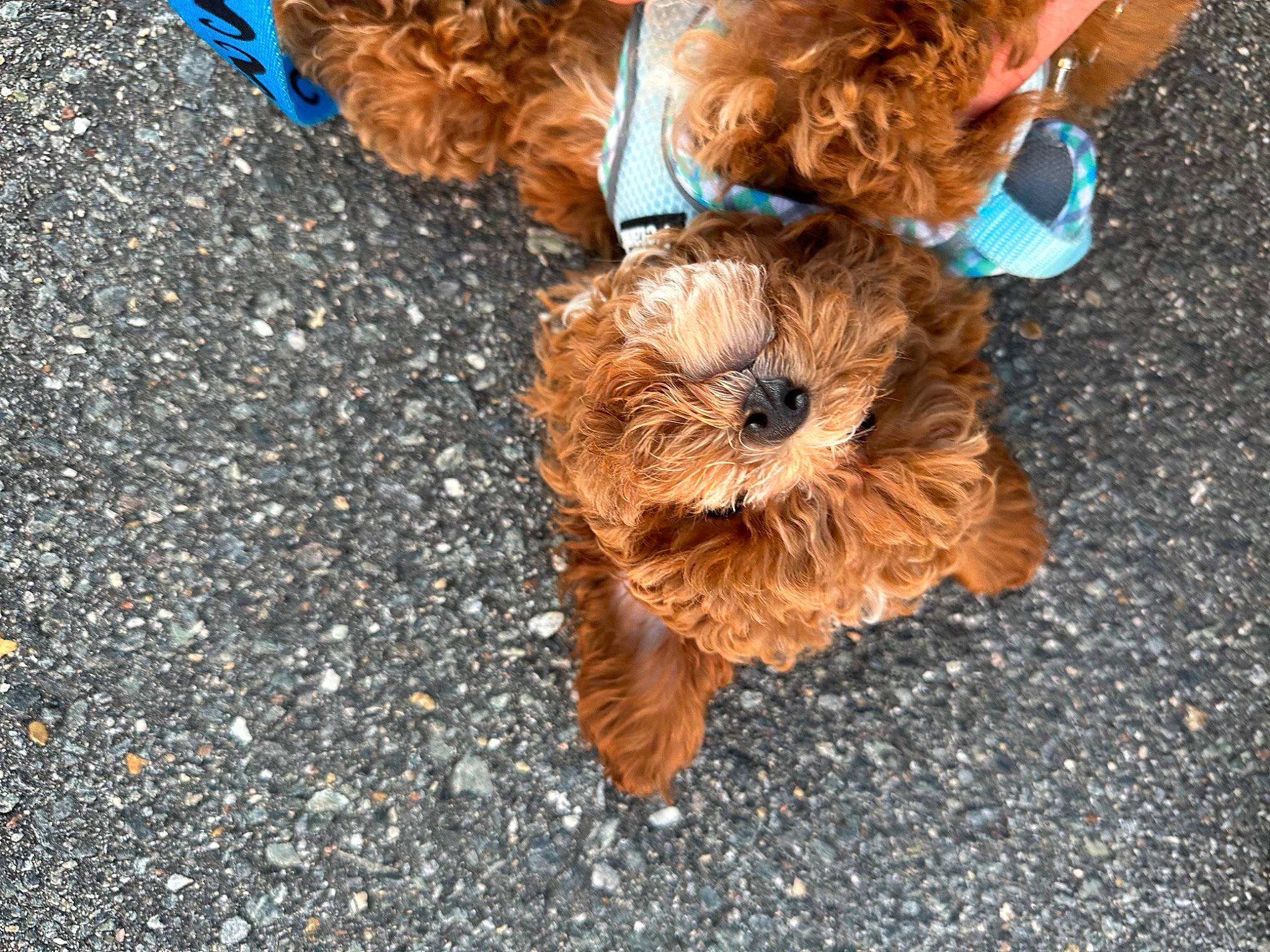 Enzo is registered to the contest to win money with this photo: asphalt, canidae, carnivore, companion_dog, dog, dog_breed, dog_clothes, dog_supply, fawn, fur, grass, liver, road_surface, snout, soil, sporting_group, tail, toy, toy_dog, wood