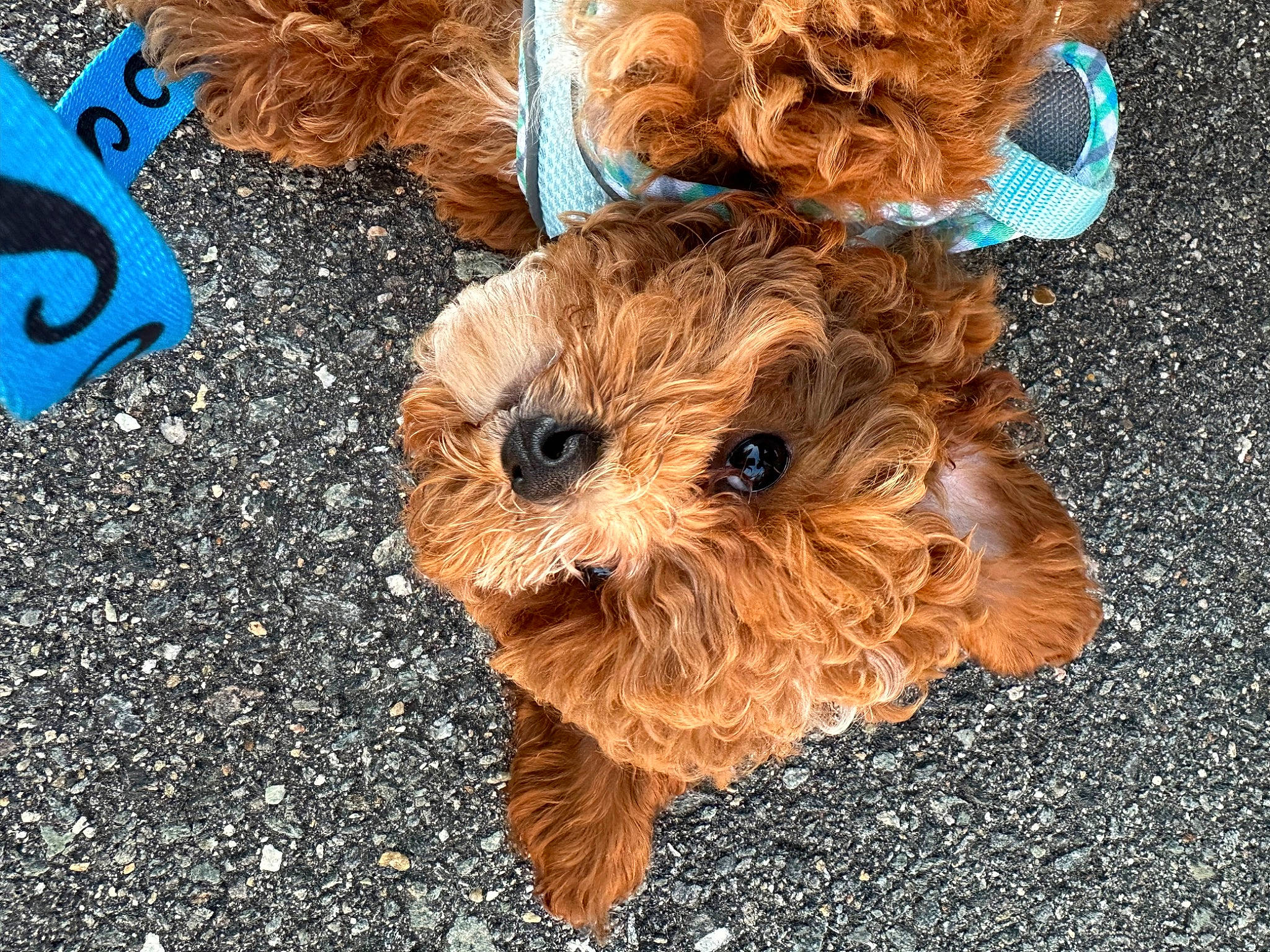 Enzo joined the competition — help win amazing prizes! asphalt, carnivore, companion_dog, dog_breed, fawn, fur, liver, organism, road_surface, snout, soil, sporting_group, stuffed_toy, teddy_bear, terrestrial_animal, toy, toy_dog, trunk, wood, working_animal
