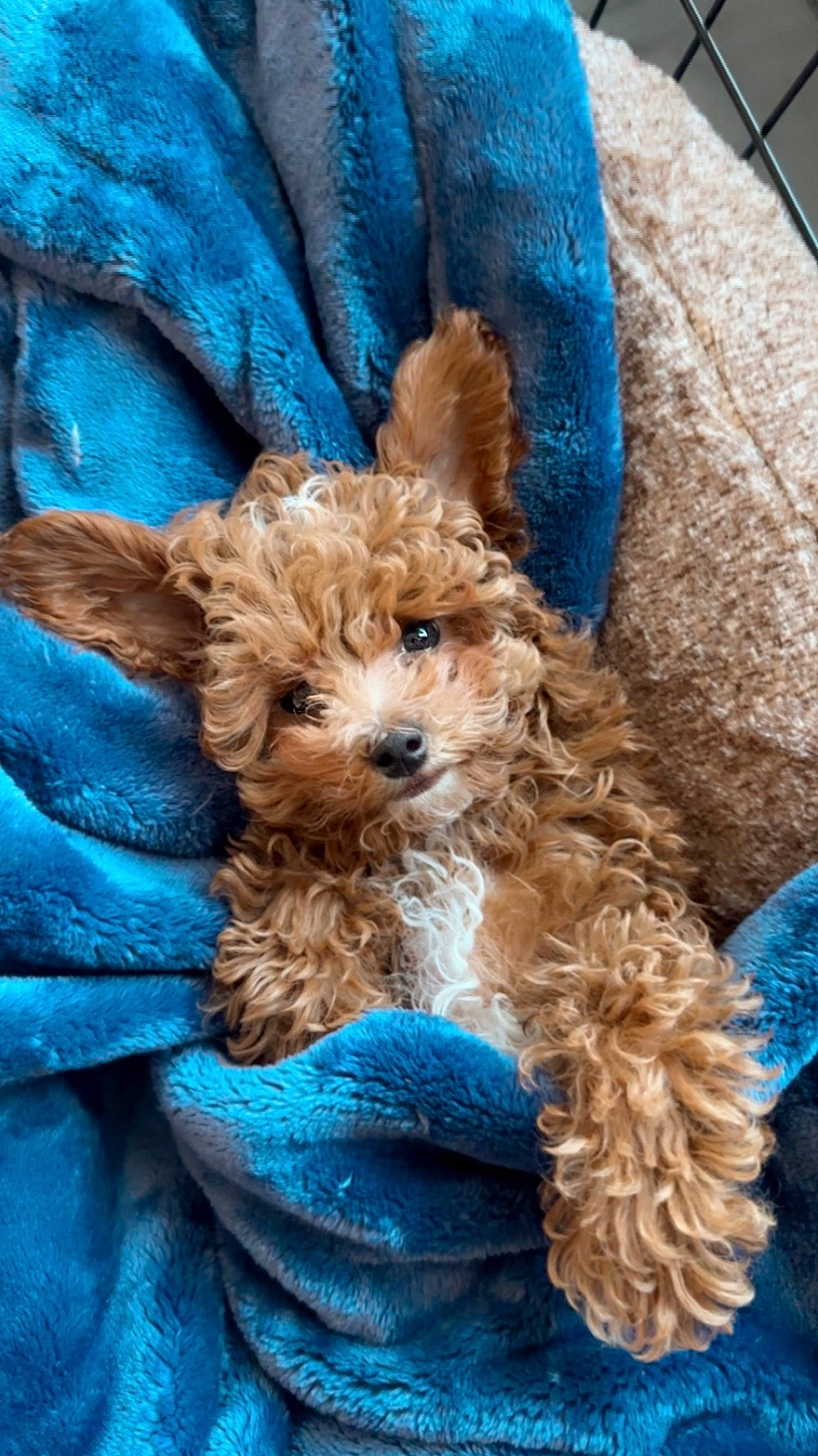 Enzo joined the competition — help win amazing prizes! blue, canidae, carnivore, companion_dog, dog, dog_breed, dog_supply, electric_blue, fawn, fur, liver, pet_supply, poodle, ringlet, sporting_group, terrier, toy_dog, water_dog, wicker, working_animal