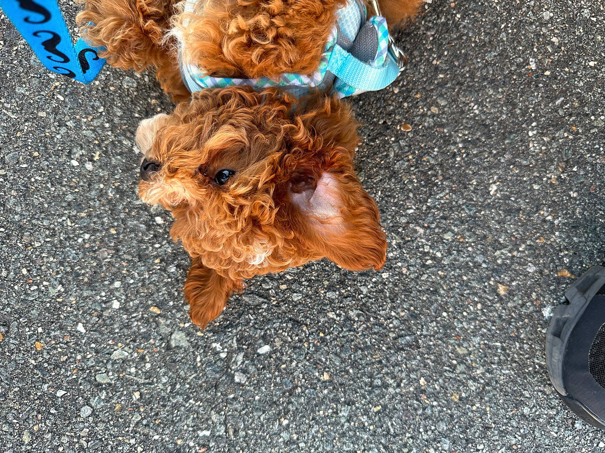 Enzo is registered to the contest to win money with this photo: asphalt, canidae, companion_dog, concrete, dog_breed, fawn, fictional_character, fur, liver, road, road_surface, shadow, sidewalk, soil, sporting_group, stuffed_toy, tar, toy, wood, working_animal