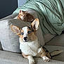 Milo joined the competition — help win amazing prizes! dog, corgi, blue_eyes, cat, kitten, ginger_cat, couch, furniture, blanket, indoor, pet, animal, cute, domestic, relaxing, companion, living_room, soft_texture, household, cozy