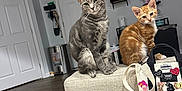 Milo is registered to the contest to win money with this photo: cat, kitten, gray_tabby, orange_tabby, pets, indoor, living_room, furniture, ottoman, bag, pins, wood_floor, door, wall_shelves, curious, sitting, cute, animal, domestic, household
