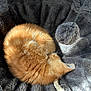 Milo is registered to the contest to win money with this photo: cat, orange_cat, sleeping, curled_up, pet_bed, plush, toy, pom_pom, feline, cozy, fur, indoor, resting, cute, soft, animal, domestic_animal, sunlight, relaxation, nap